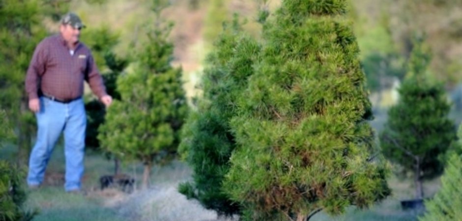 Kelumac Christmas Trees 2011_w500