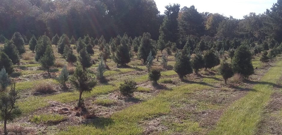 Front view of Tree Farm